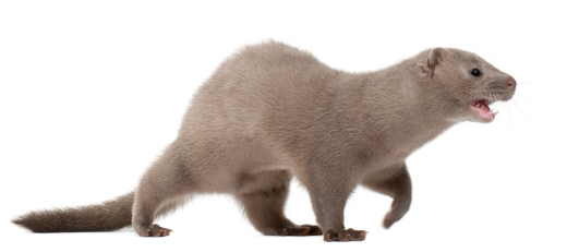 weasel-in-defensive-posture